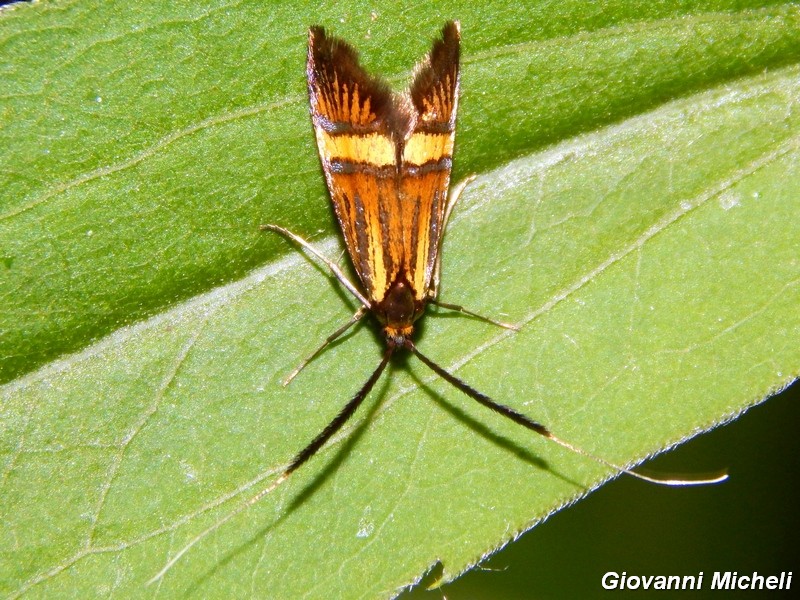 Nemophora degeerella  M e F